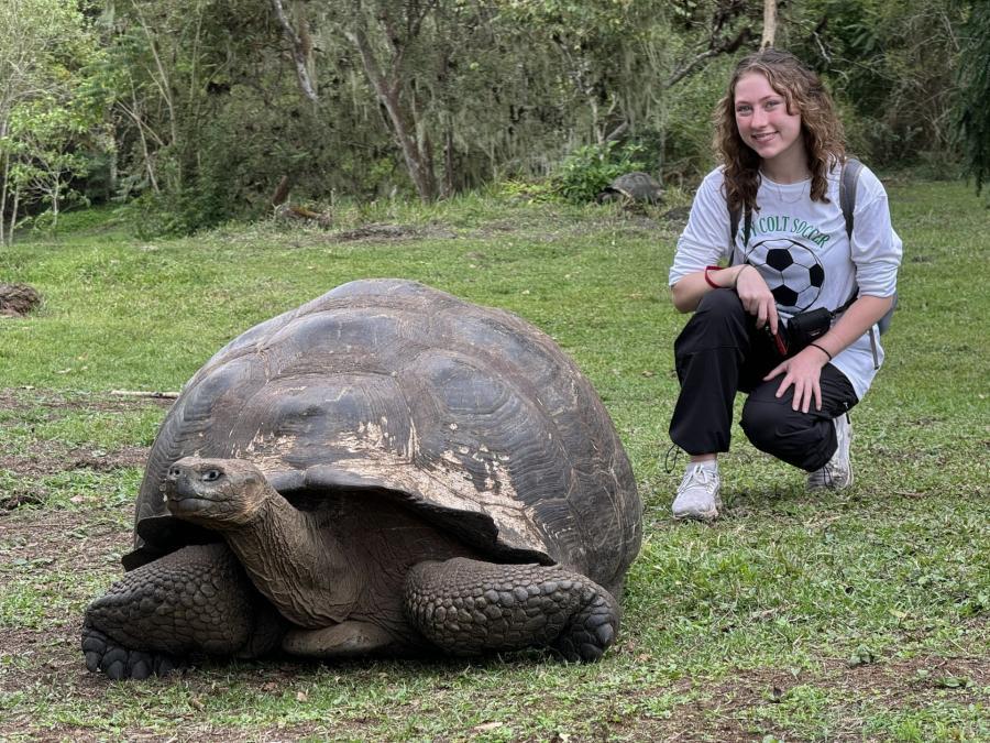 Galapagps Turtle